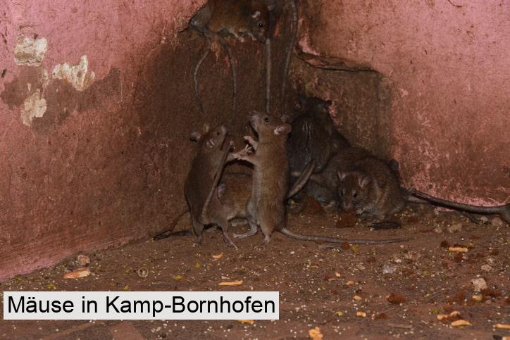 Mäuse in Kamp-Bornhofen